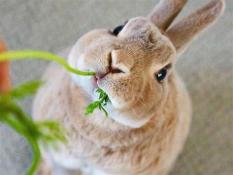 可以養的寵物|你適合飼養哪一種寵物？